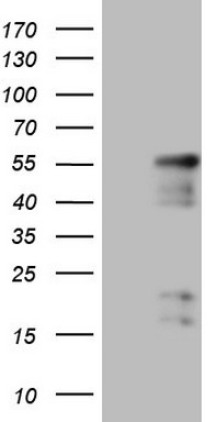 NR2E3 Antibody