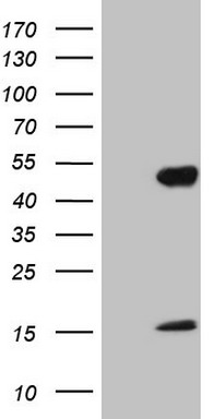 NR2E3 Antibody