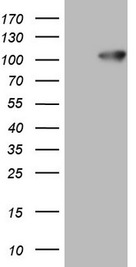 FSIP1 Antibody