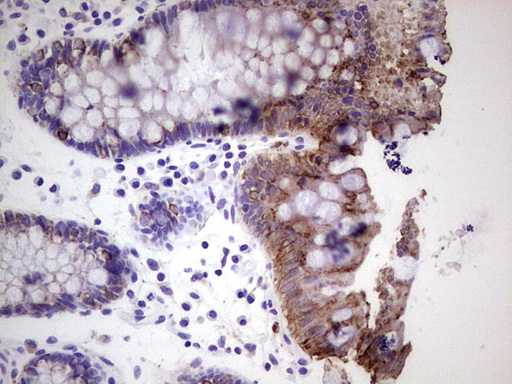 PRPH Antibody