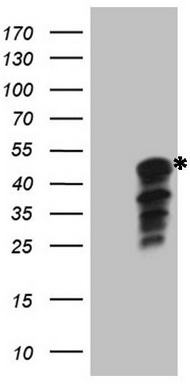 INDOL1 Antibody