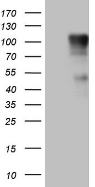 FSIP1 Antibody