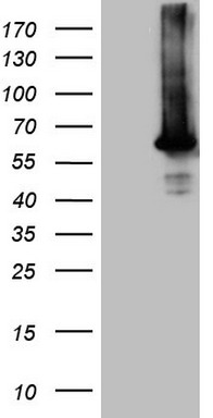 AKT1 Antibody