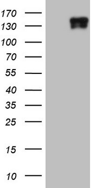 LAMB3 Antibody
