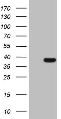 THTPA Antibody