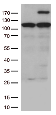 RET Antibody