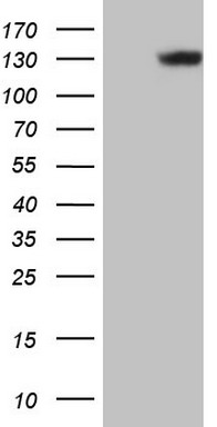 Laminin 5 Antibody
