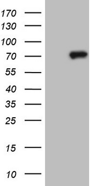 CLINT1 Antibody