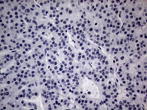 CFI Antibody