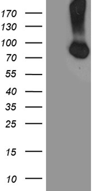 Factor I Antibody