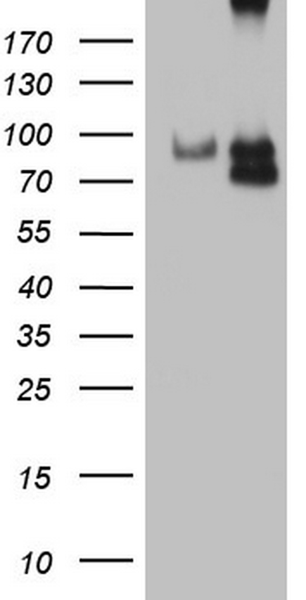 Factor I Antibody
