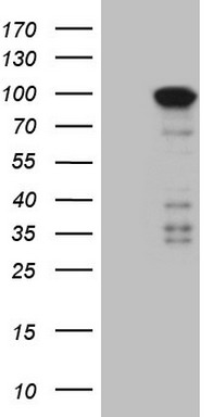 MARK3 Antibody
