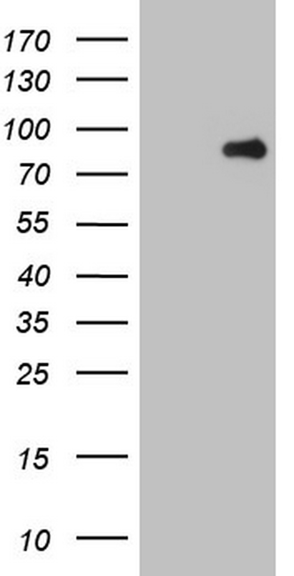 MARK3 Antibody