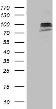 SUOX Antibody