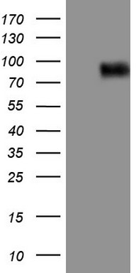 Factor I Antibody