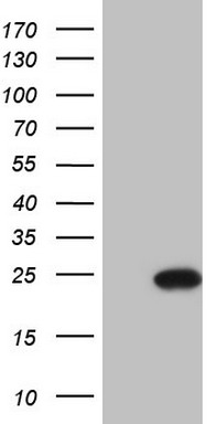 Centrin 3 Antibody