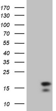 IFNG Antibody