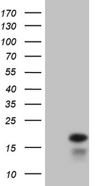 IFNG Antibody