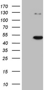 CDKL1 Antibody