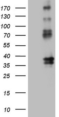 PROCR Antibody