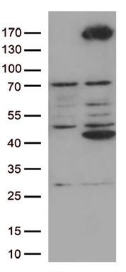 RET Antibody