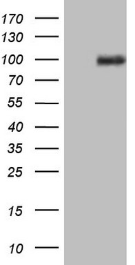 PKC nu Antibody