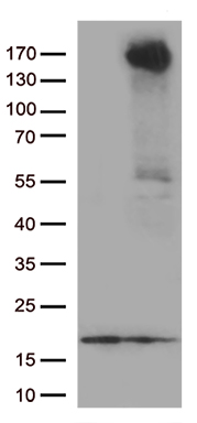 RET Antibody