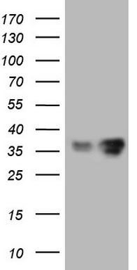LGALS9 Antibody
