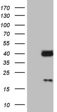 LGALS9 Antibody