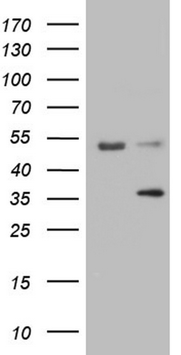 LGALS9 Antibody