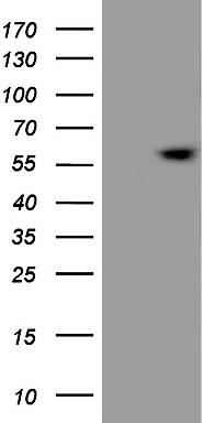 ESRRB Antibody