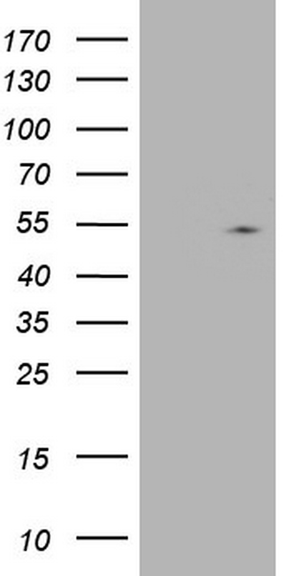 NUDT12 Antibody