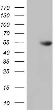 NUDT12 Antibody