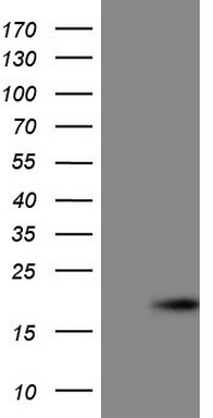 p16INK4A Antibody