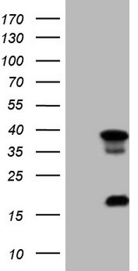 LGALS9 Antibody