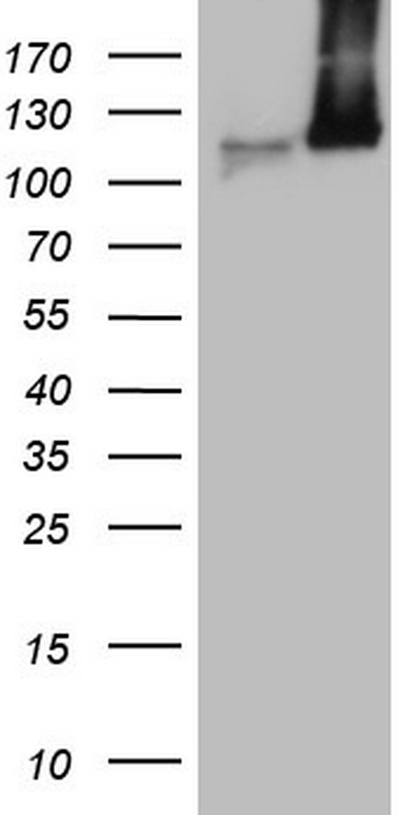 MCM2 Antibody