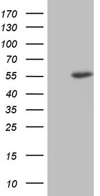 NUDT12 Antibody