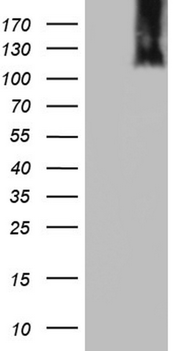 MCM2 Antibody