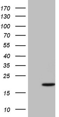 p16INK4A Antibody