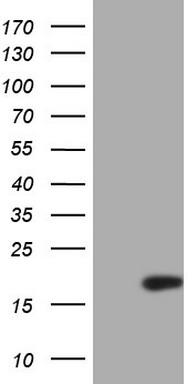 p16INK4A Antibody