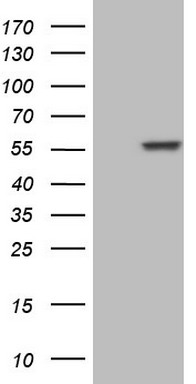 NFS1 Antibody