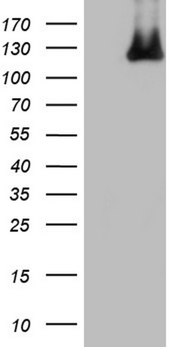 MCM2 Antibody