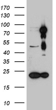 HDAC9 Antibody