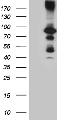 HDAC9 Antibody
