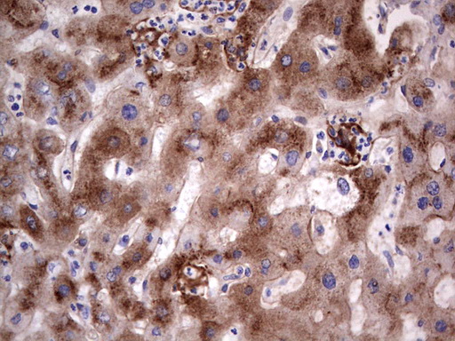 ASPA Antibody