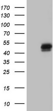 PLAU Antibody