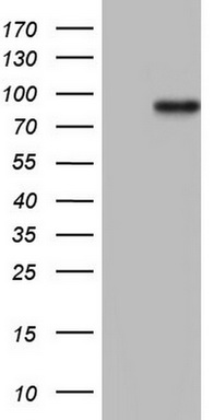 HDAC9 Antibody