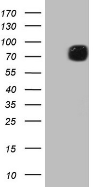 COX2 Antibody