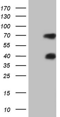 MSLN Antibody