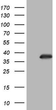 Nkx3.1 Antibody